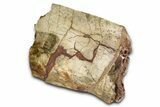 Fossil Hadrosaur (Edmontosaurus) Scapula Section - Wyoming #378029-4